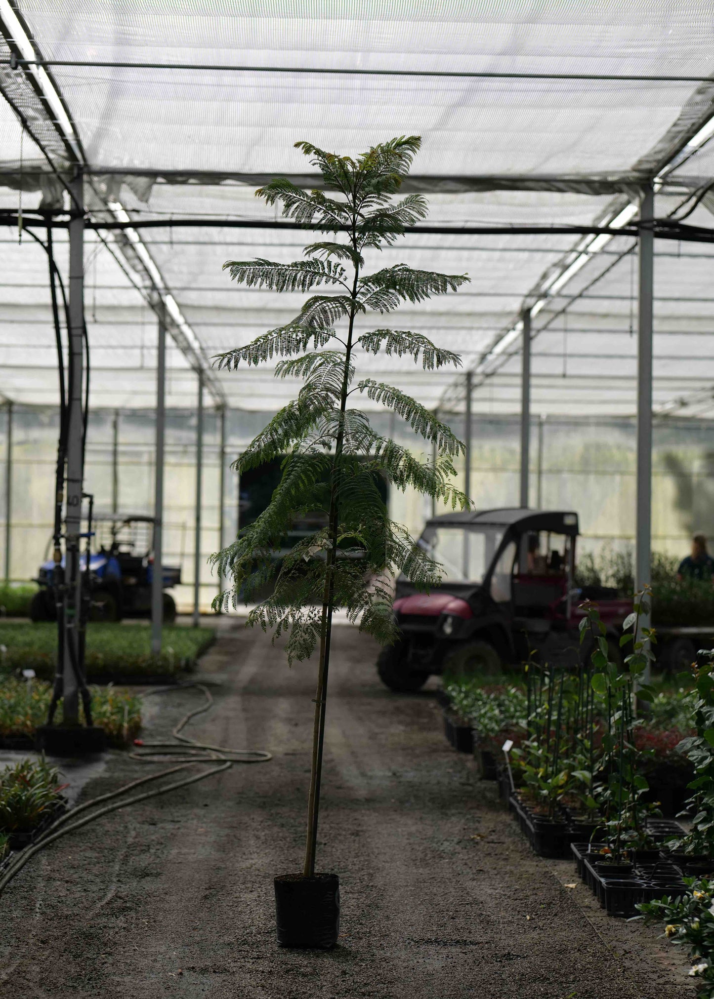 Tall potted Jacaranda Mimosifolia in a greenhouse setting with equipment and other plants in the background.