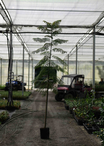 Tall potted Jacaranda Mimosifolia in a greenhouse setting with equipment and other plants in the background.