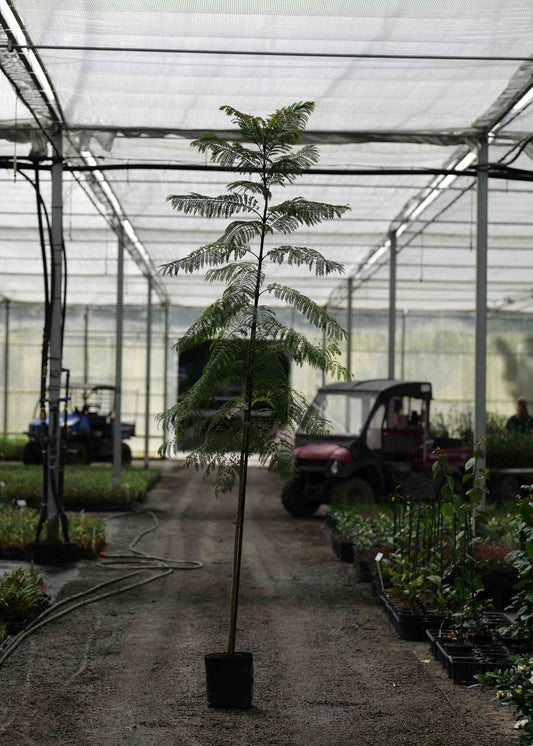 Tall potted Jacaranda Mimosifolia in a greenhouse setting with equipment and other plants in the background.