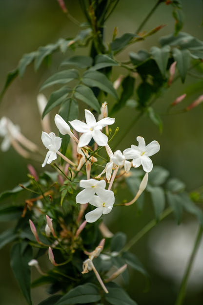 Jasminum Polyanthum