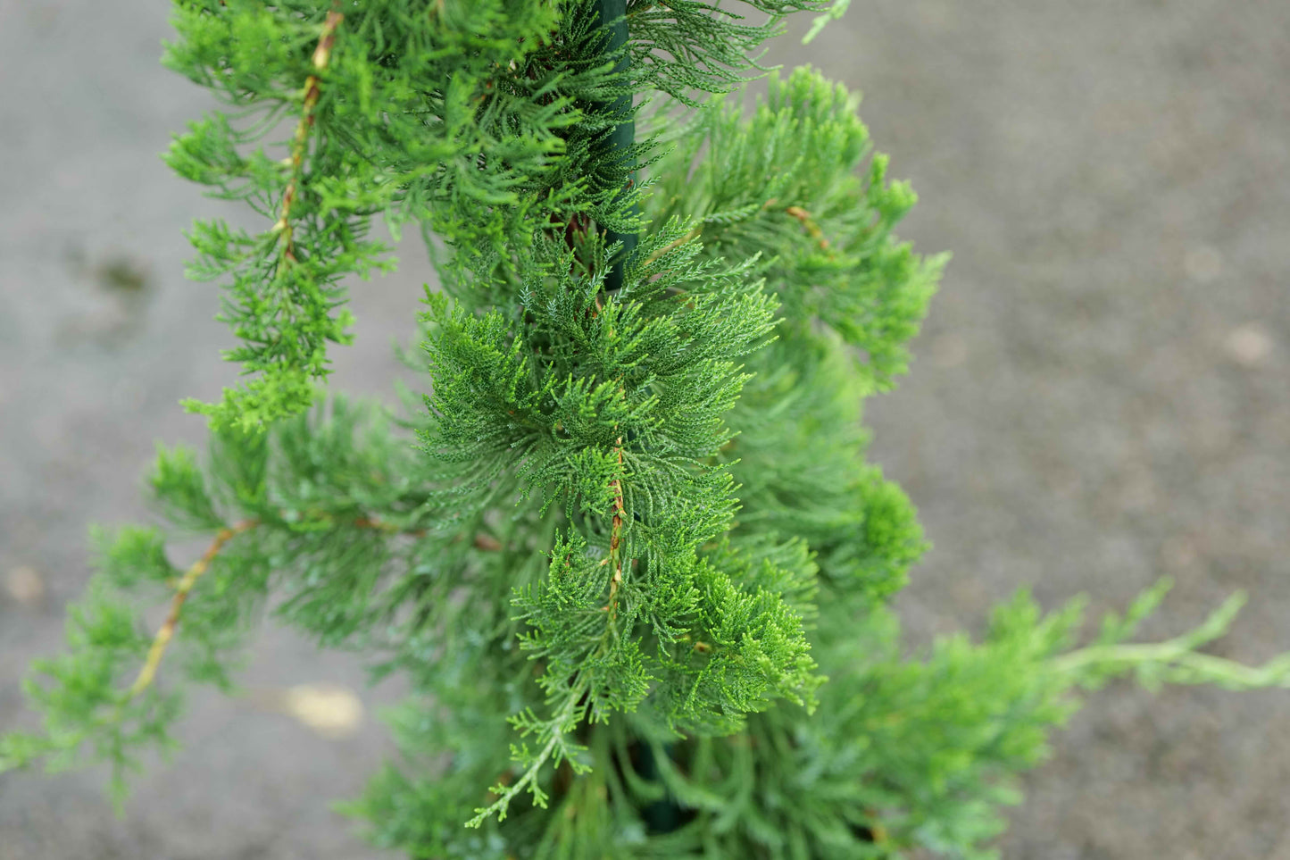 Juniperus Chinensis 'Kaizuka'