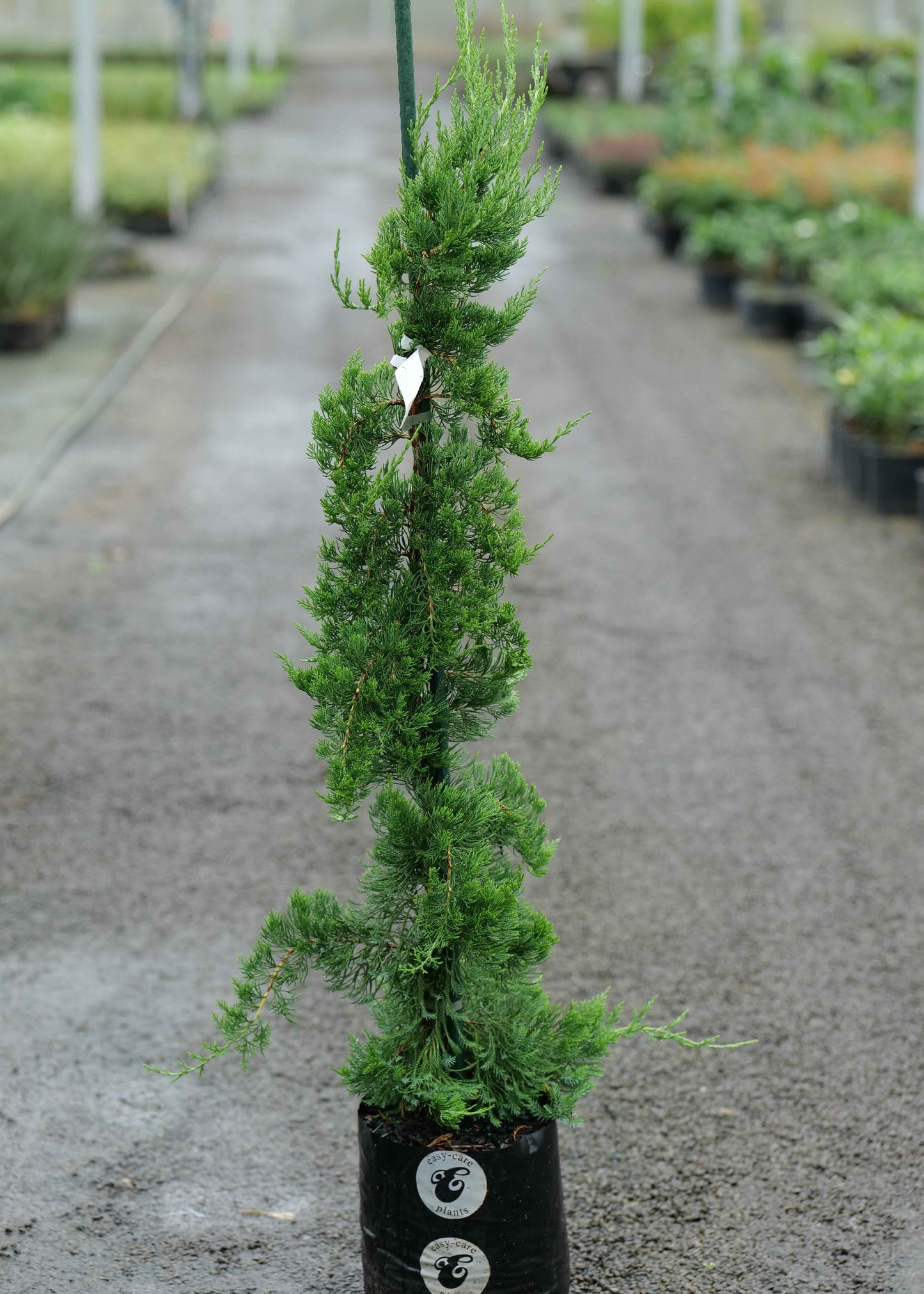 Juniperus Chinensis 'Kaizuka'