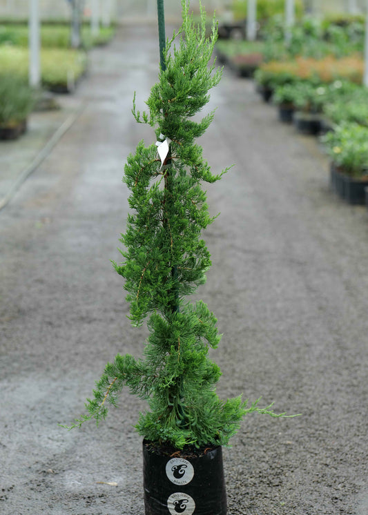 Juniperus Chinensis 'Kaizuka'