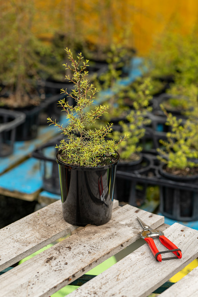 Kunzea Ericoides - Kanuka