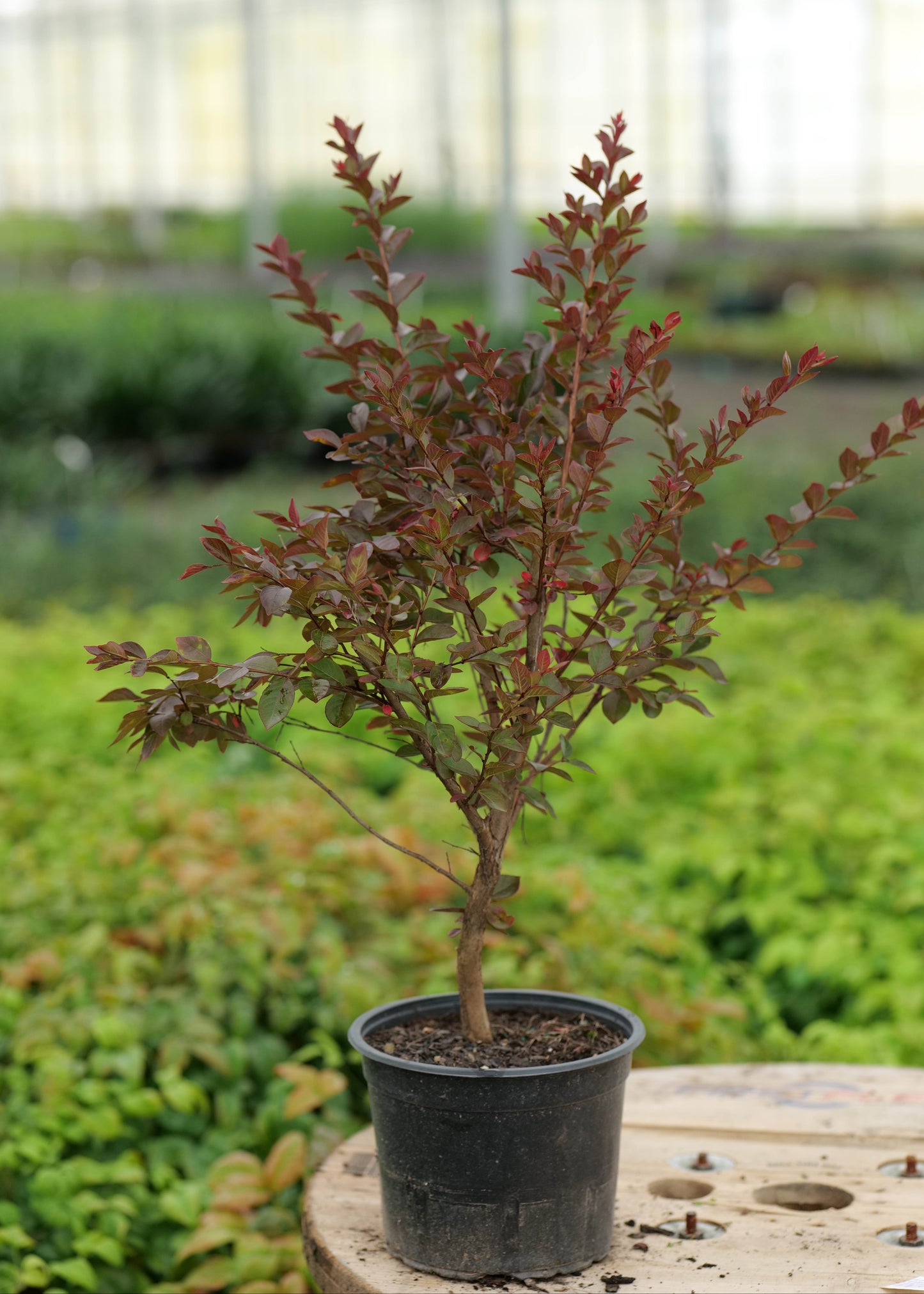 Lagerstroemia Dwarf Pink