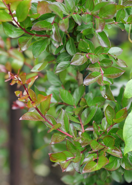 Lagerstroemia Just Striking