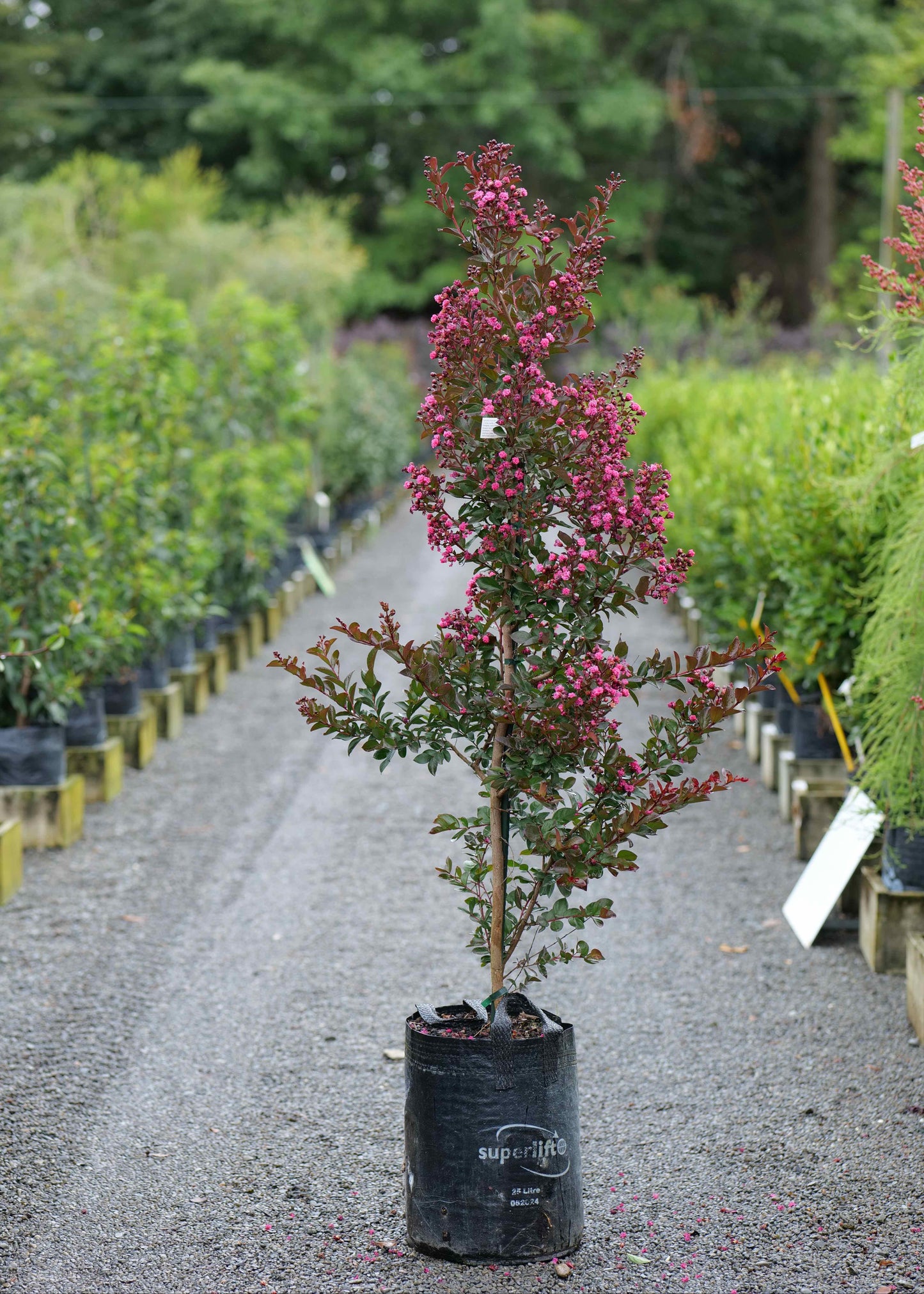 Lagerstroemia Just Striking