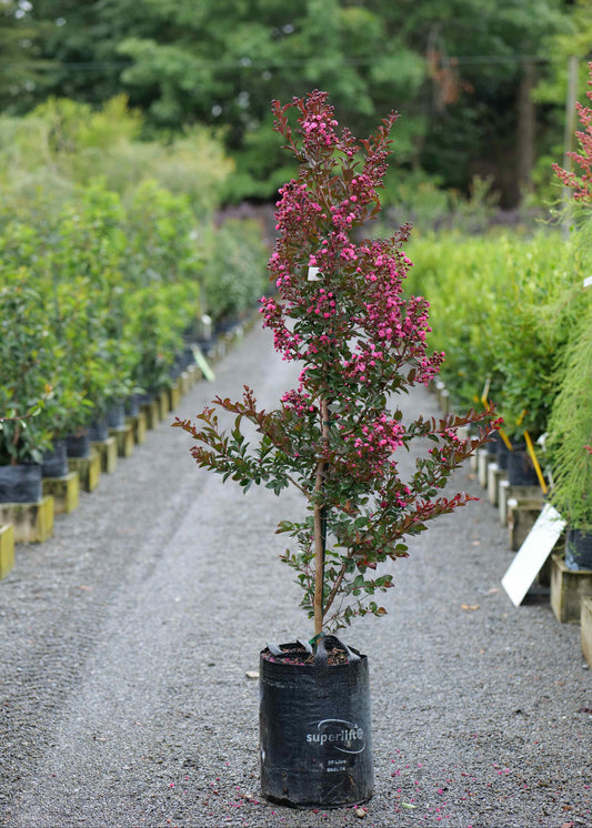 Lagerstroemia Just Striking