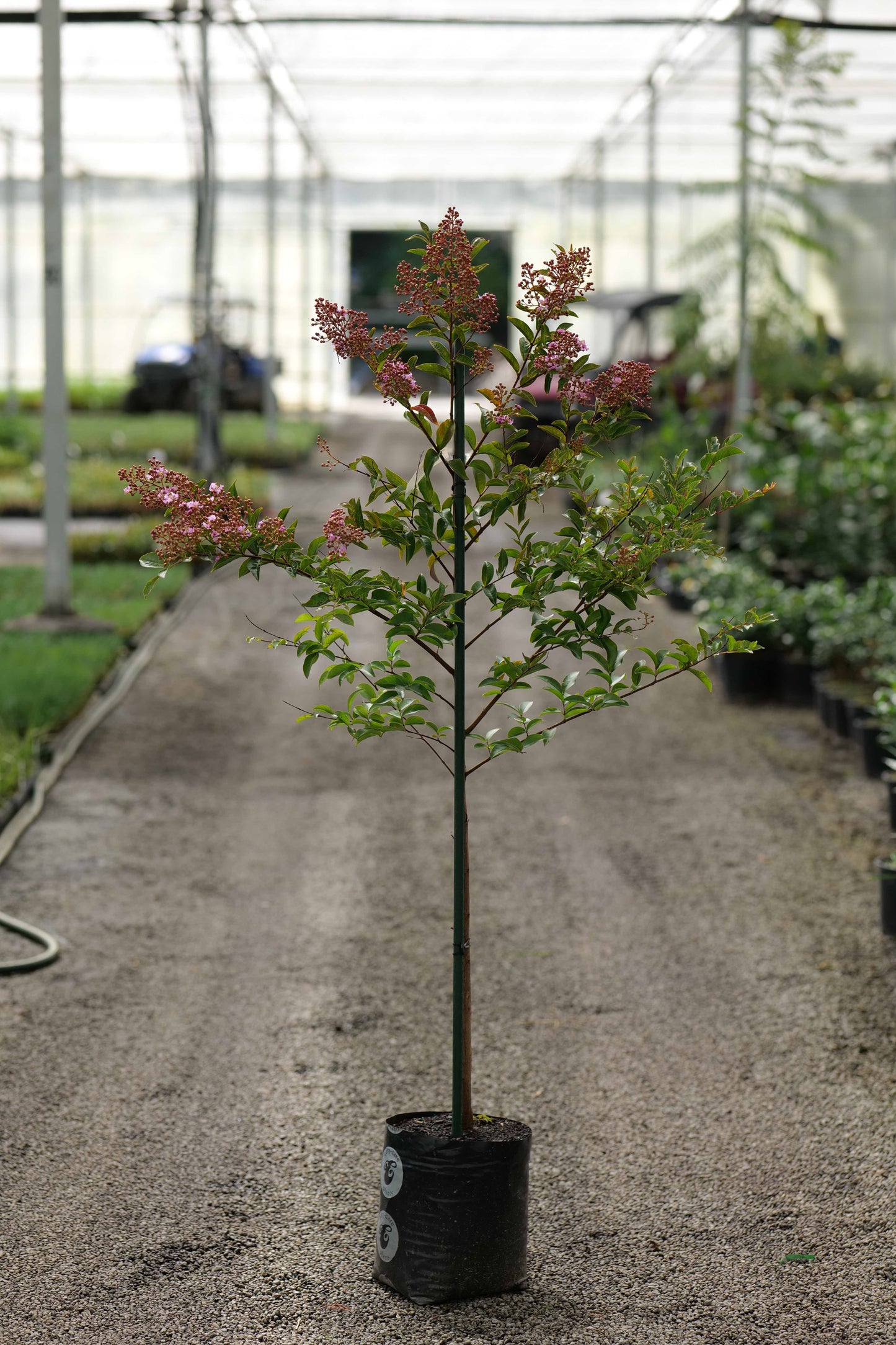 Lagerstroemia Selected Seedling