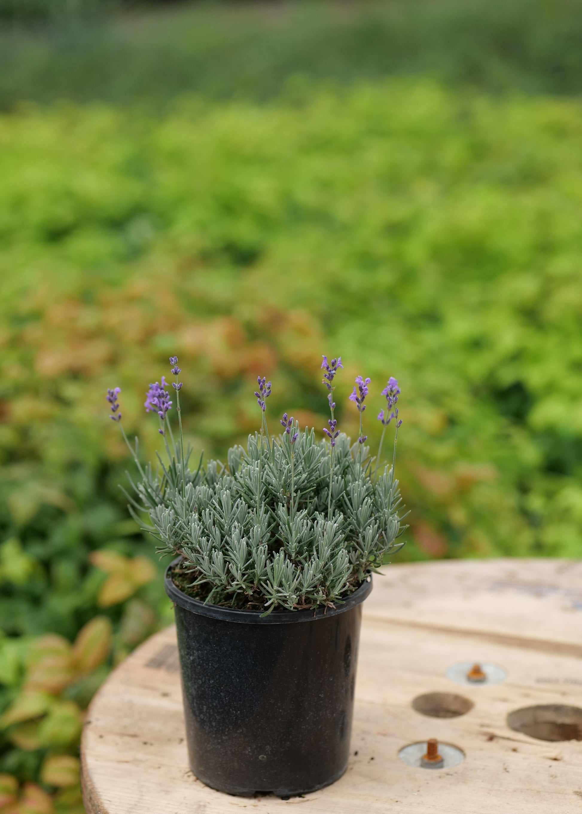 lavender plants nz Lavandula Hidcote