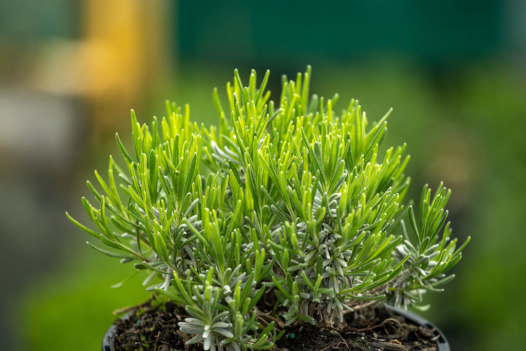 Lavandula Hidcote