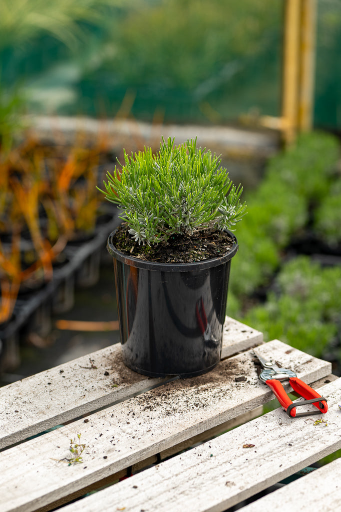 Lavandula Hidcote
