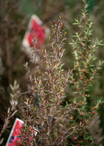 Leptospermum Burgundy Queen