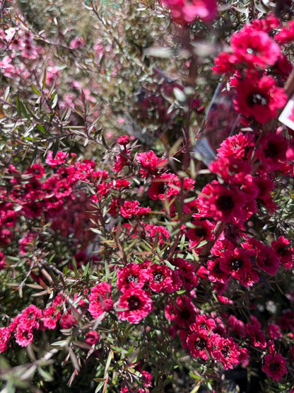 Leptospermum Burgundy Queen