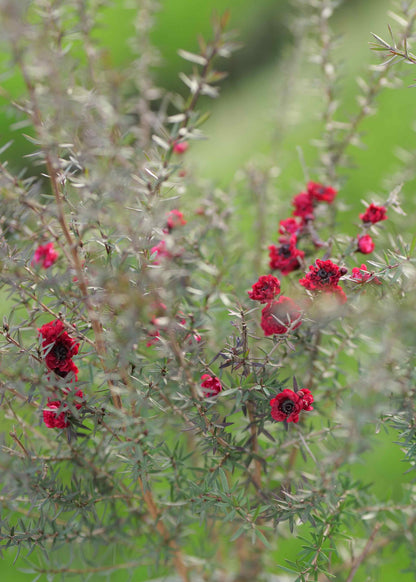 Hybrid Manuka Leptospermum Burgundy Queen with deep red flowers