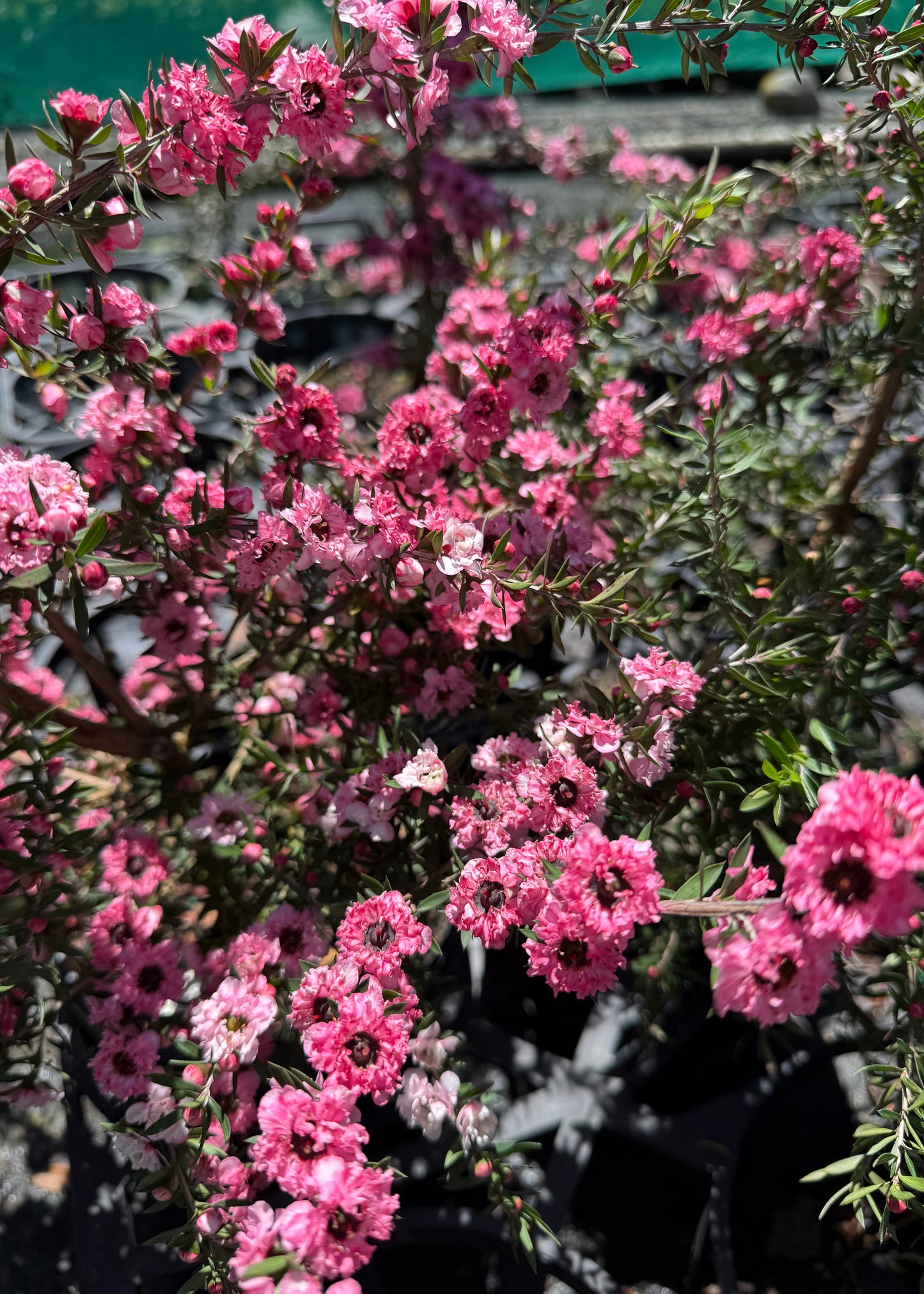 Leptospermum Coral Candy