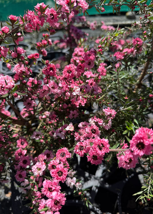 Leptospermum Coral Candy