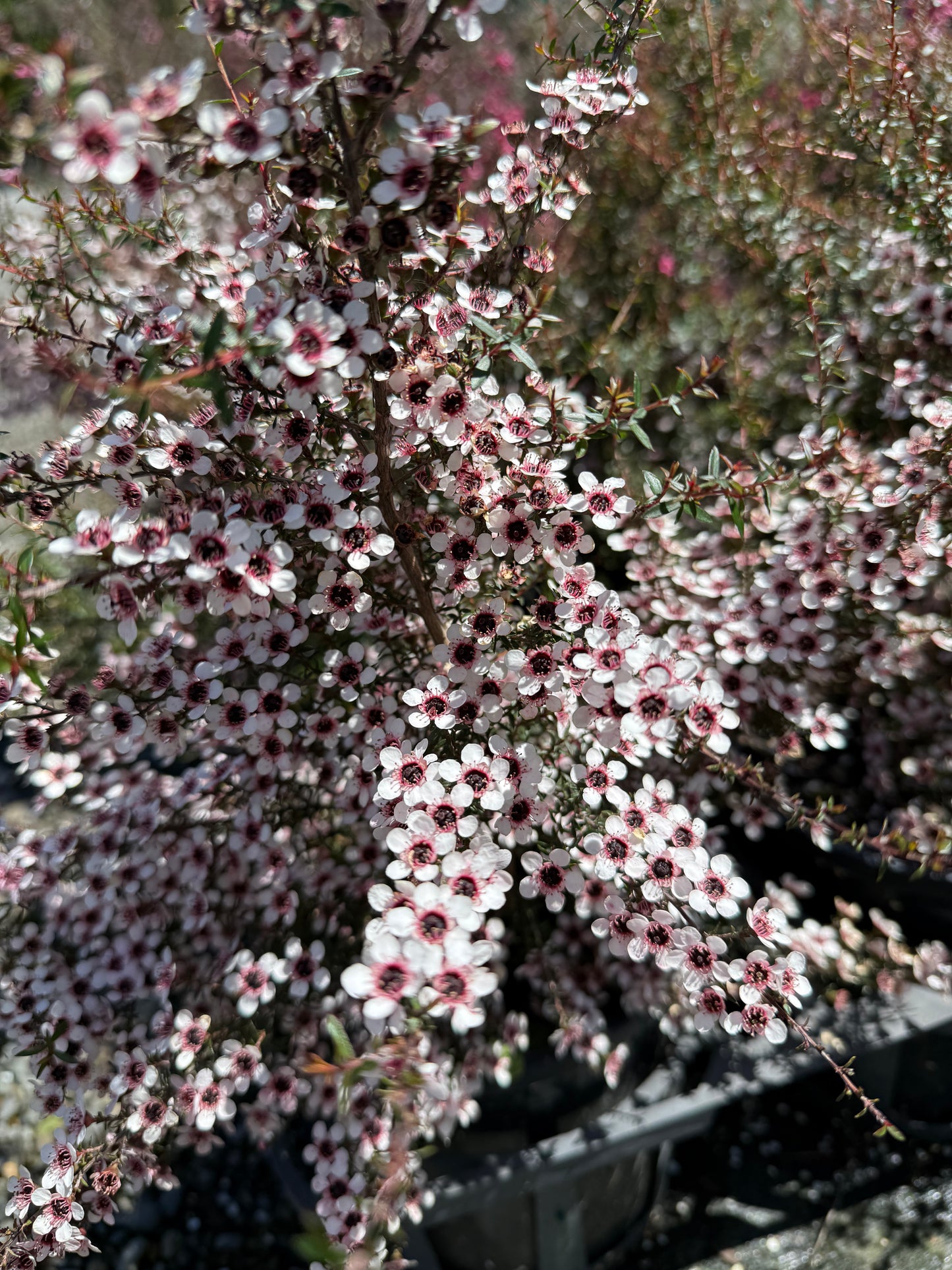 Leptospermum Kea