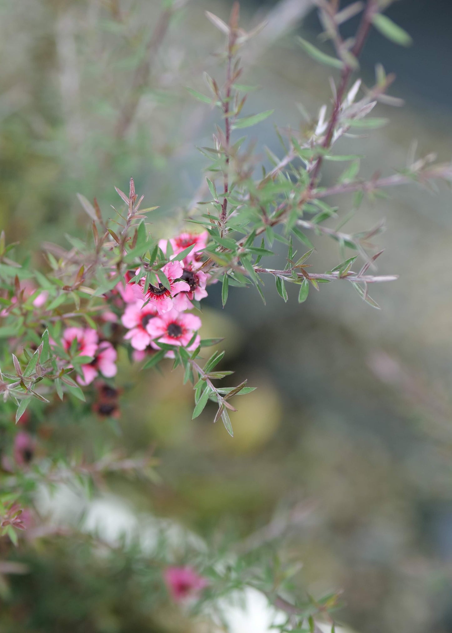 Leptospermum Martinii