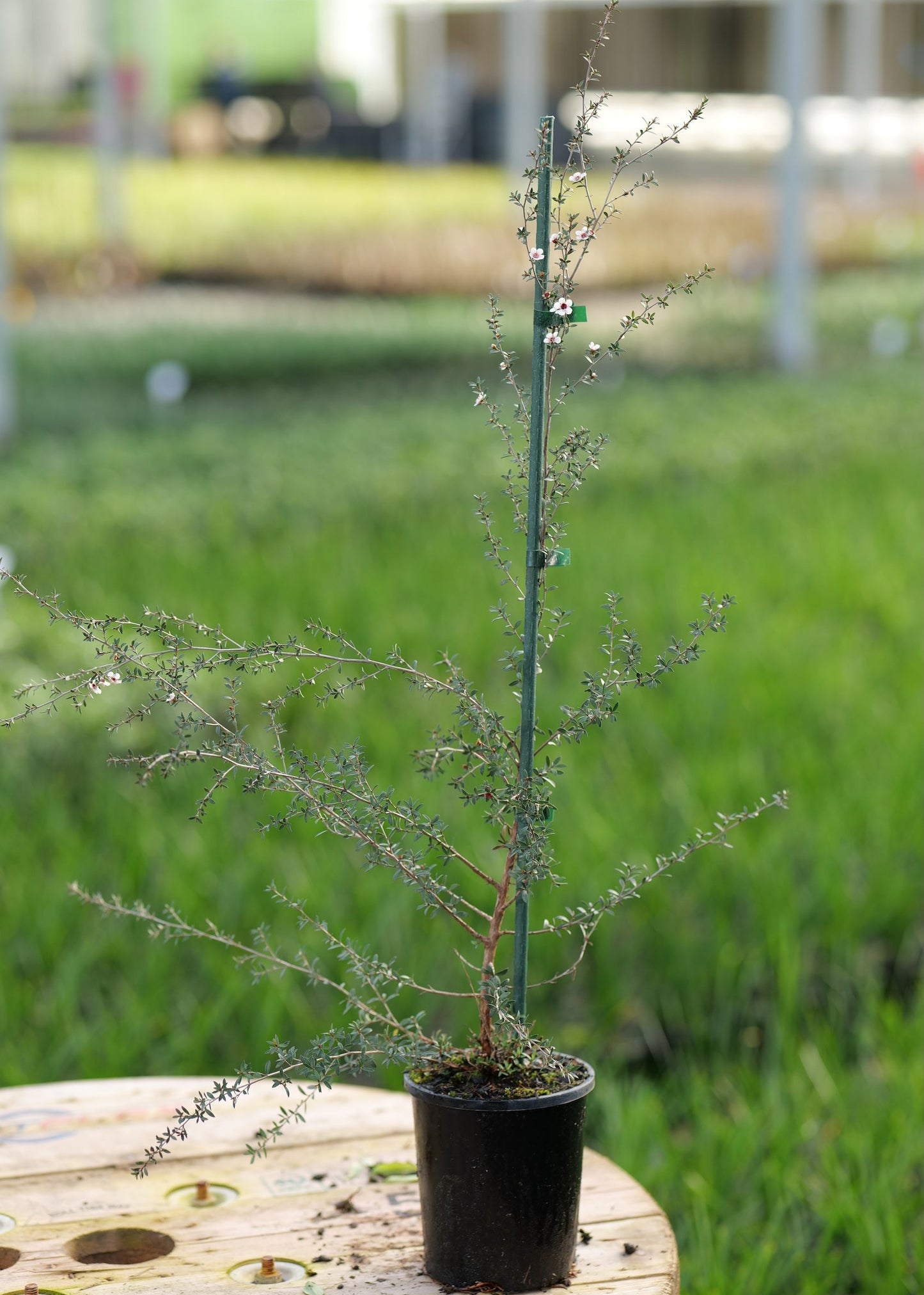 Leptospermum Scoparium - Manuka