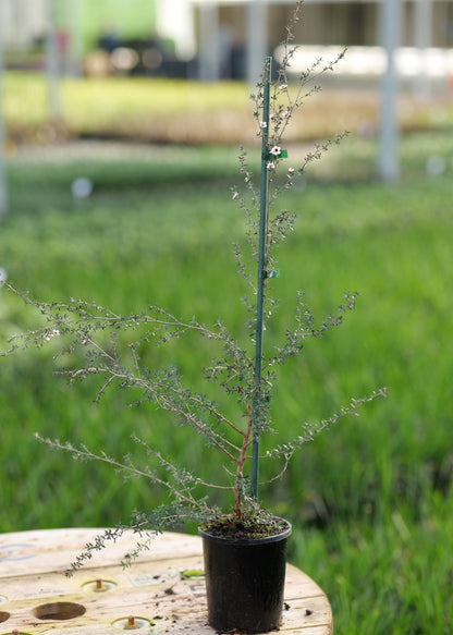 Leptospermum Scoparium - Manuka