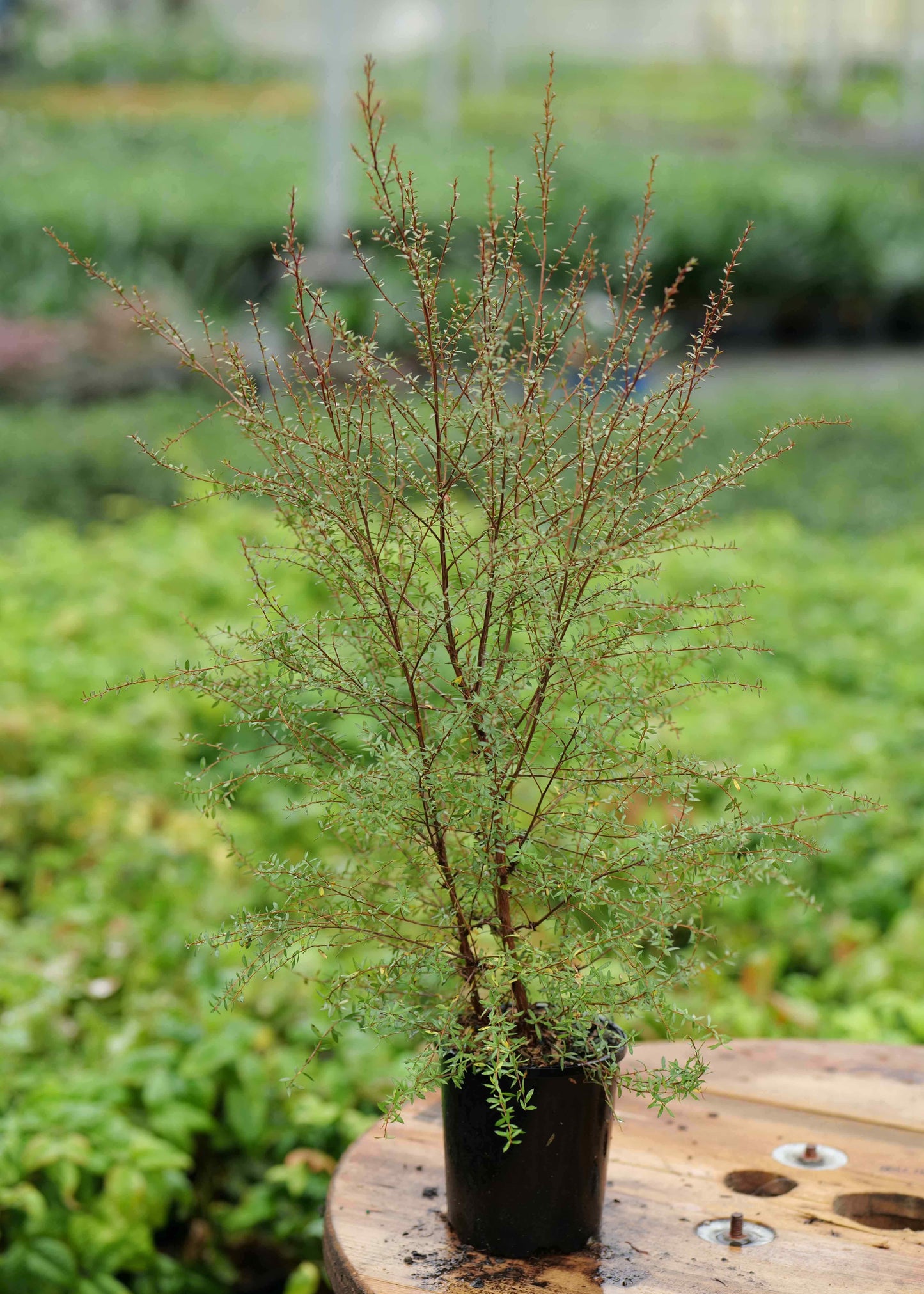 Small tree or shrub in a pot on a wooden surface with a blurred green background