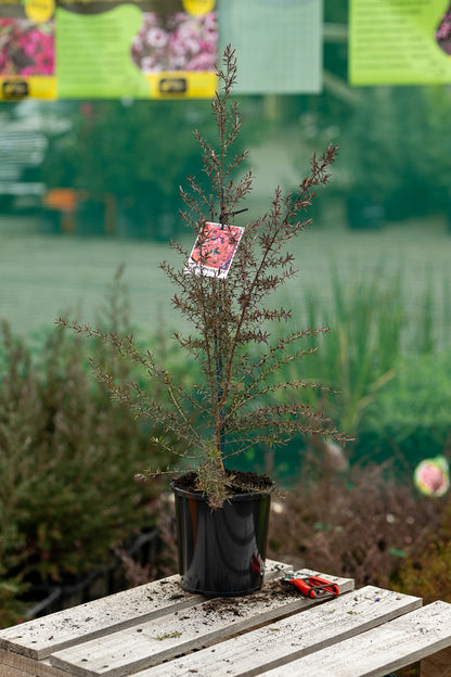 Leptospermum Burgundy Queen