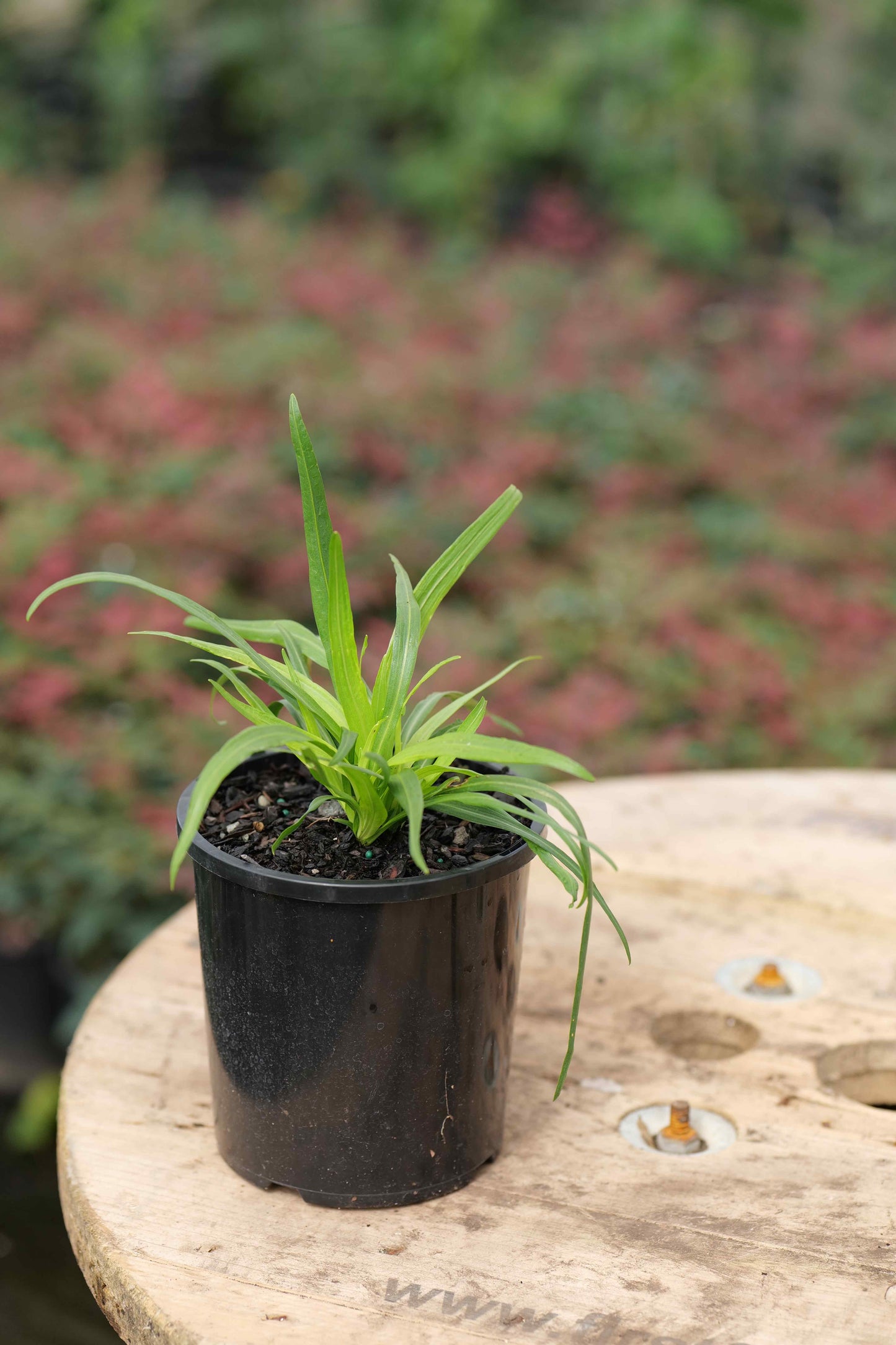 Liatris Floristan White plant