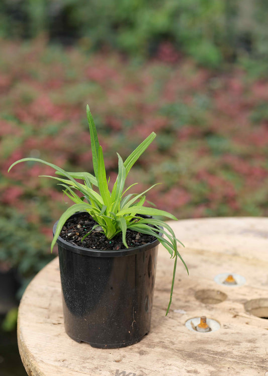 Liatris Floristan White plant