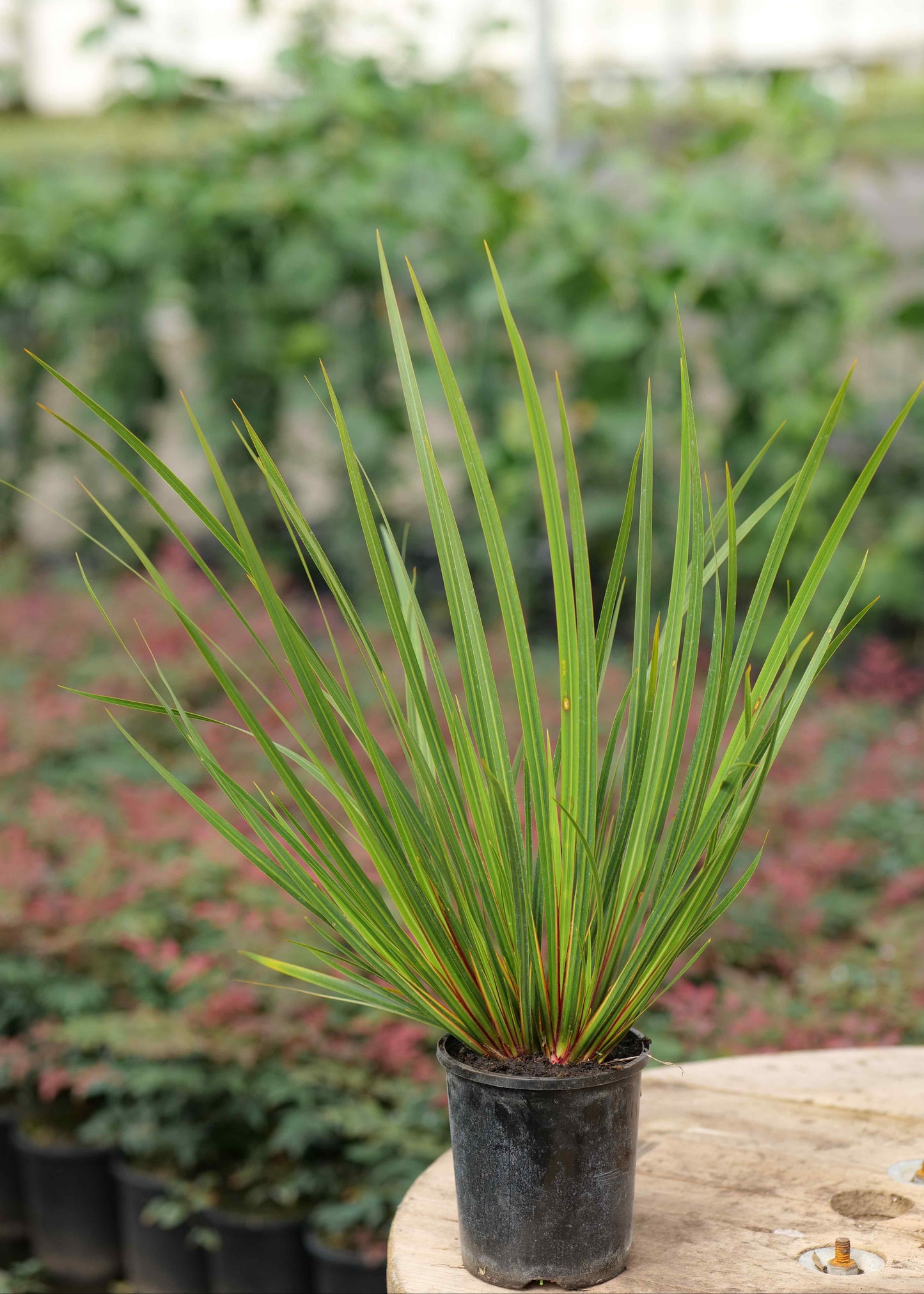 Libertia Grandiflor plant