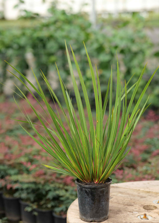 Libertia Grandiflor plant