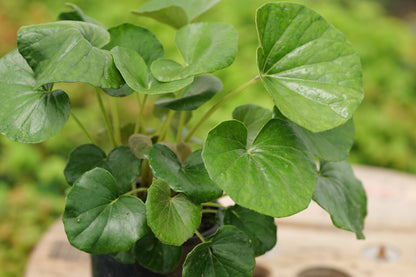 Ligularia Reniformis