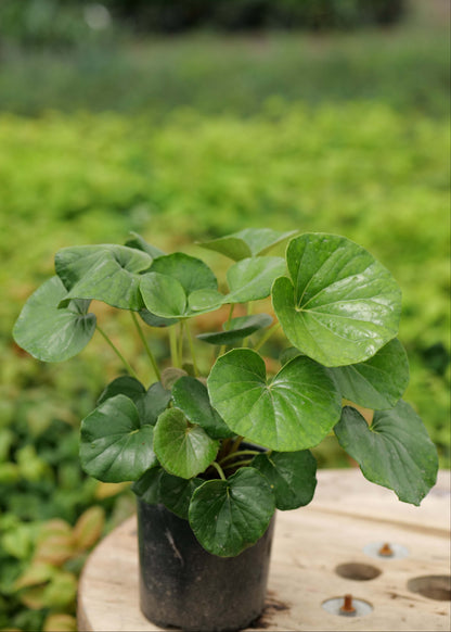 Ligularia Reniformis