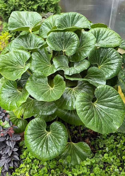 Ligularia Reniformis