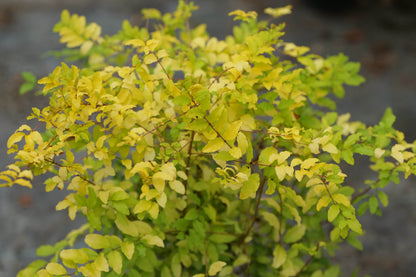 Ligustrum Cyberlime