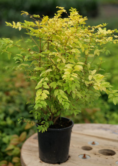 Ligustrum Cyberlime