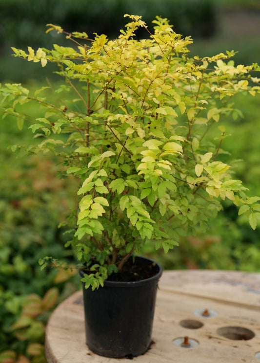 Ligustrum Cyberlime