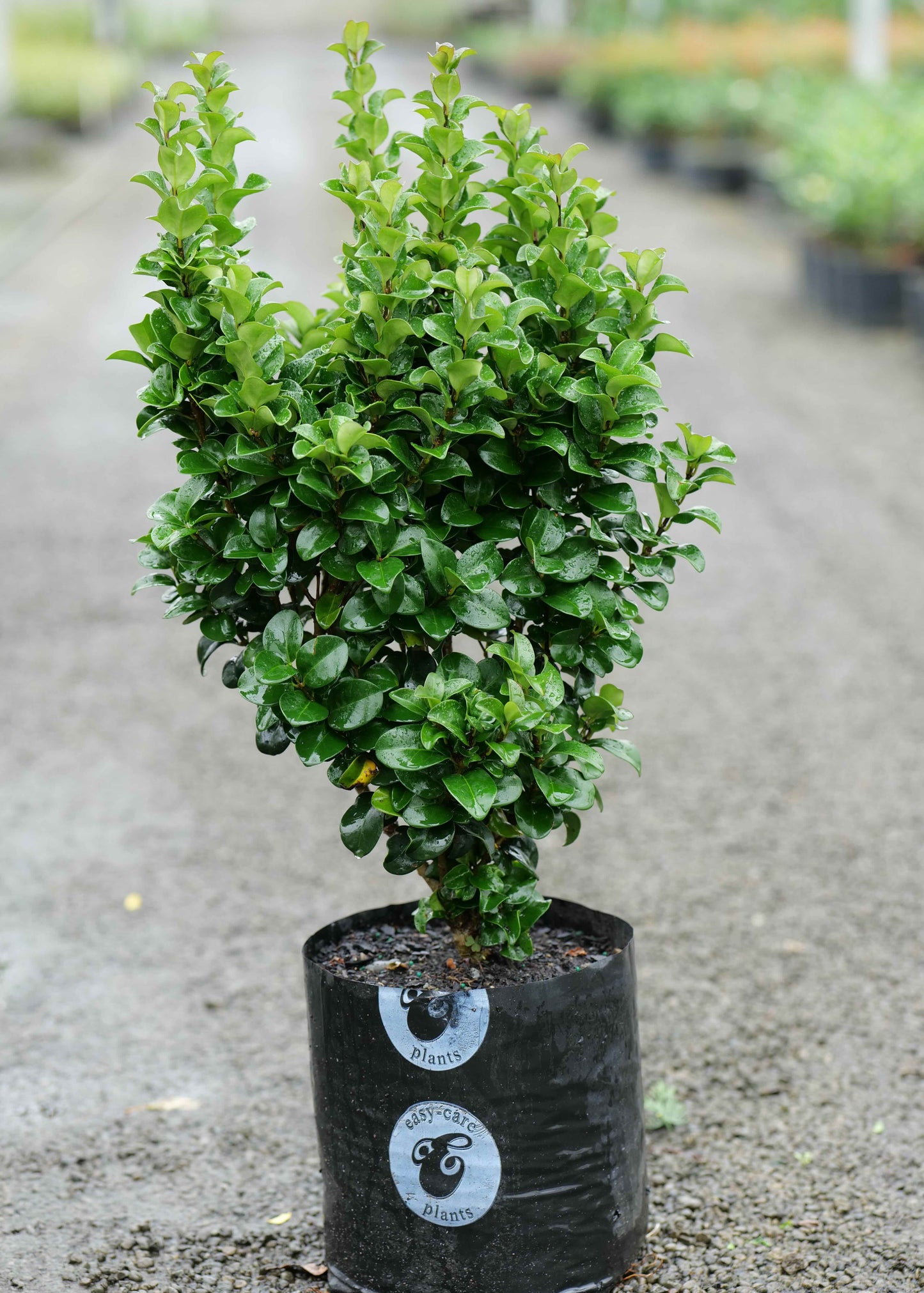 Ligustrum Rotundifolium