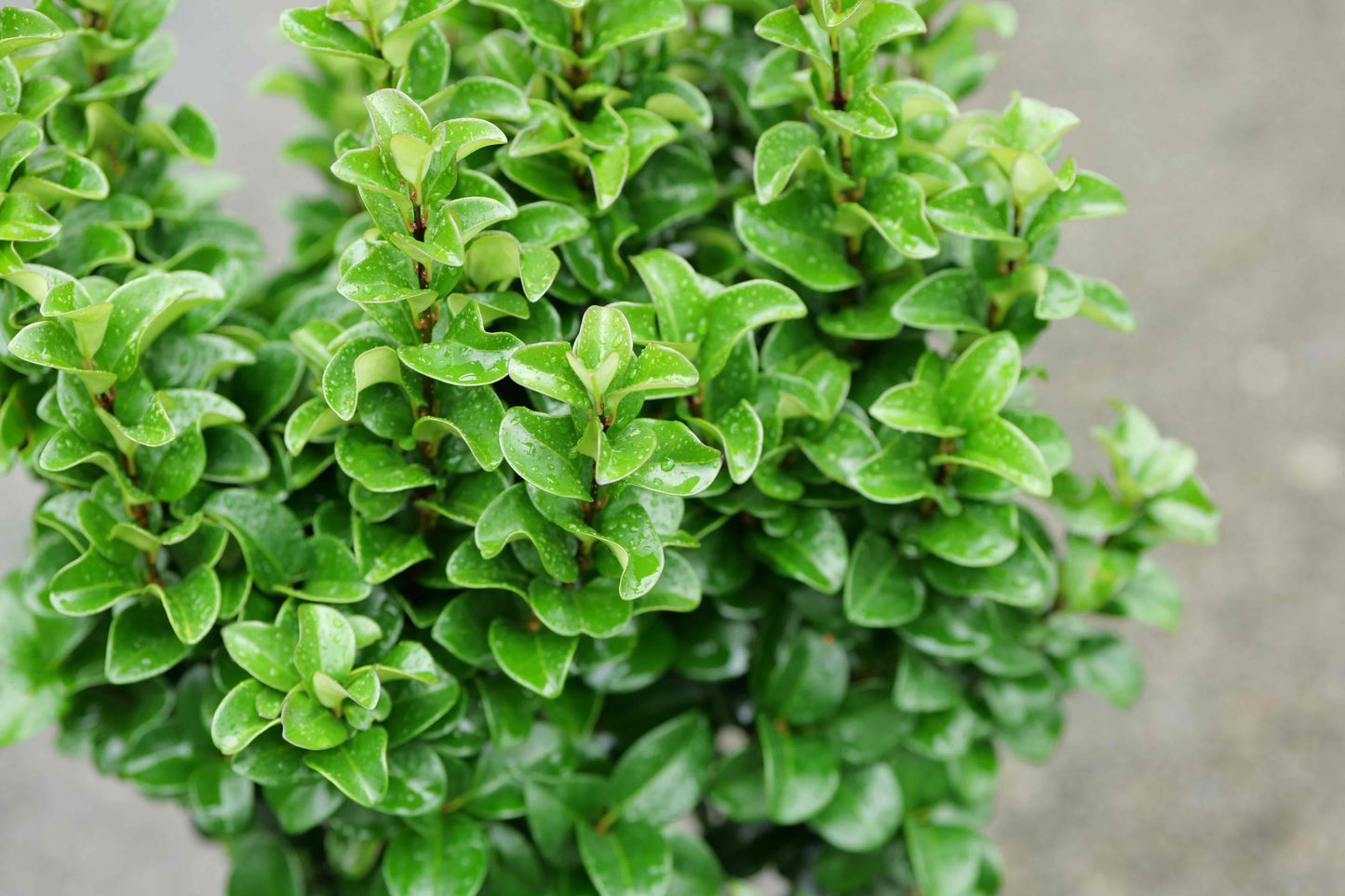 Ligustrum Rotundifolium