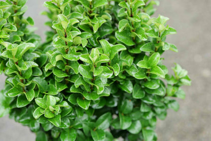 Ligustrum Rotundifolium
