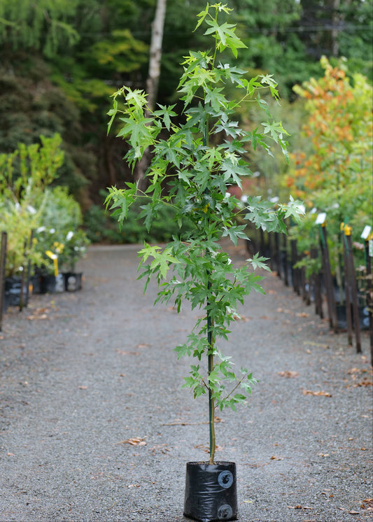 Liquidambar Worplesdon