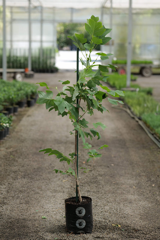Liriodendron Tulipifera