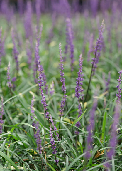 Liriope Amethyst