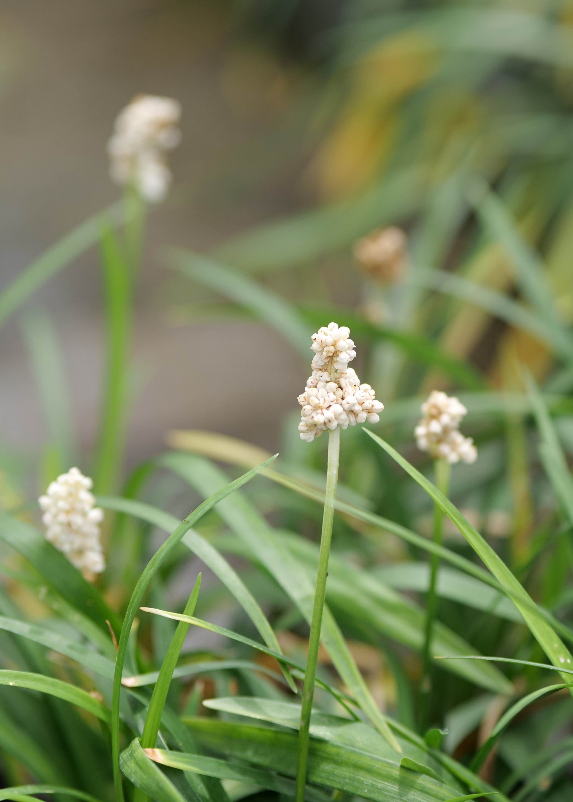 Green grass with small white flowers in a natural setting