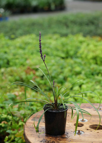 Liriope Amethyst