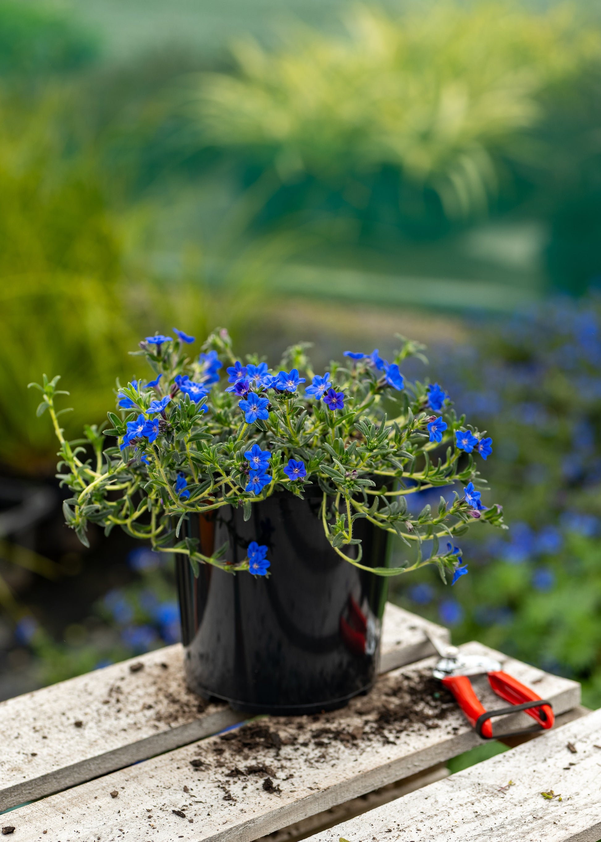 Potted plant with blue flowers on a wooden surface outdoors