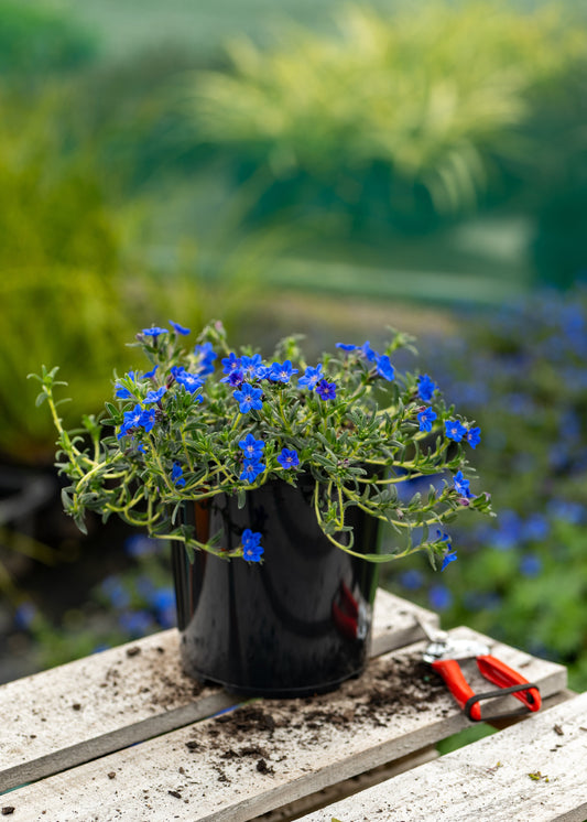 Potted plant with blue flowers on a wooden surface outdoors