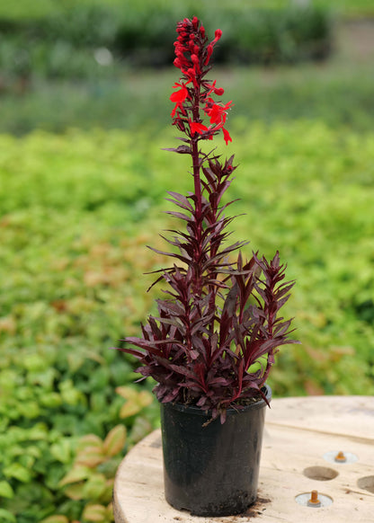 Lobelia cardinalis