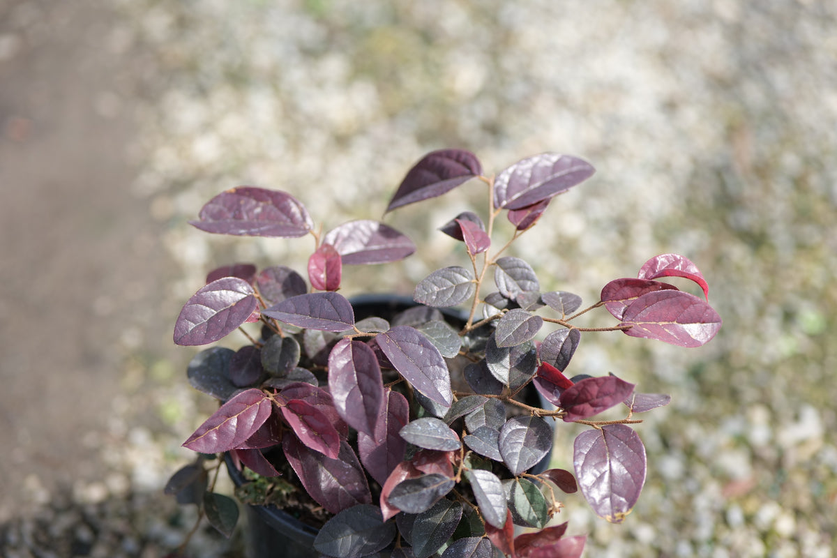 A potted Loropetalum Firedance with glossy, dark reddish-purple leaves, shown in a close-up shot against a blurred outdoor gravel background.
