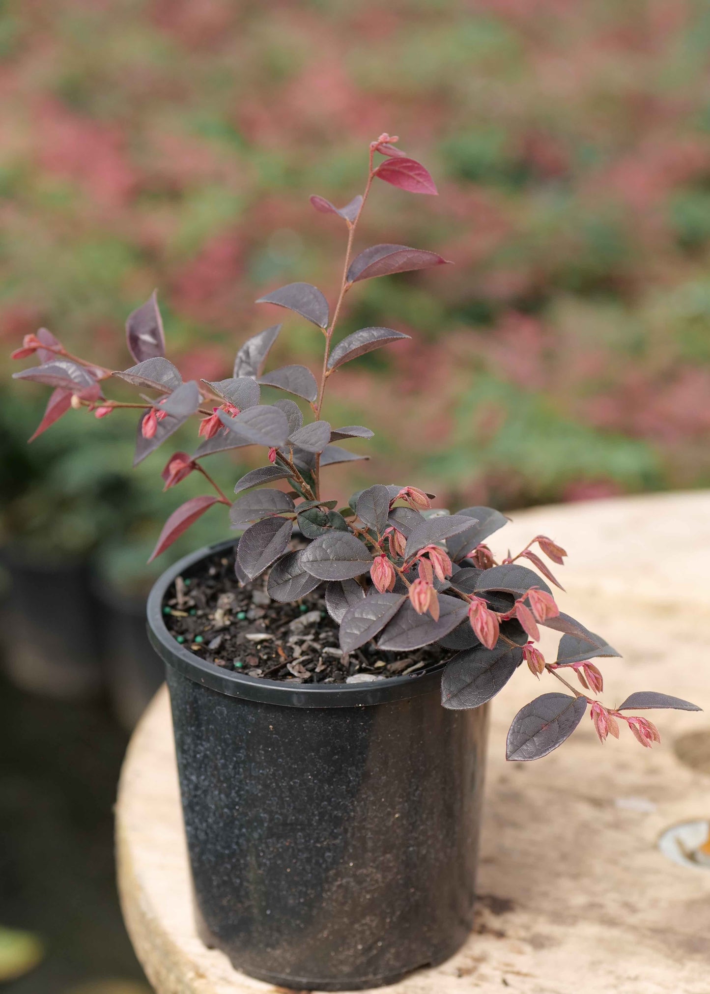 Loropetalum Firedance